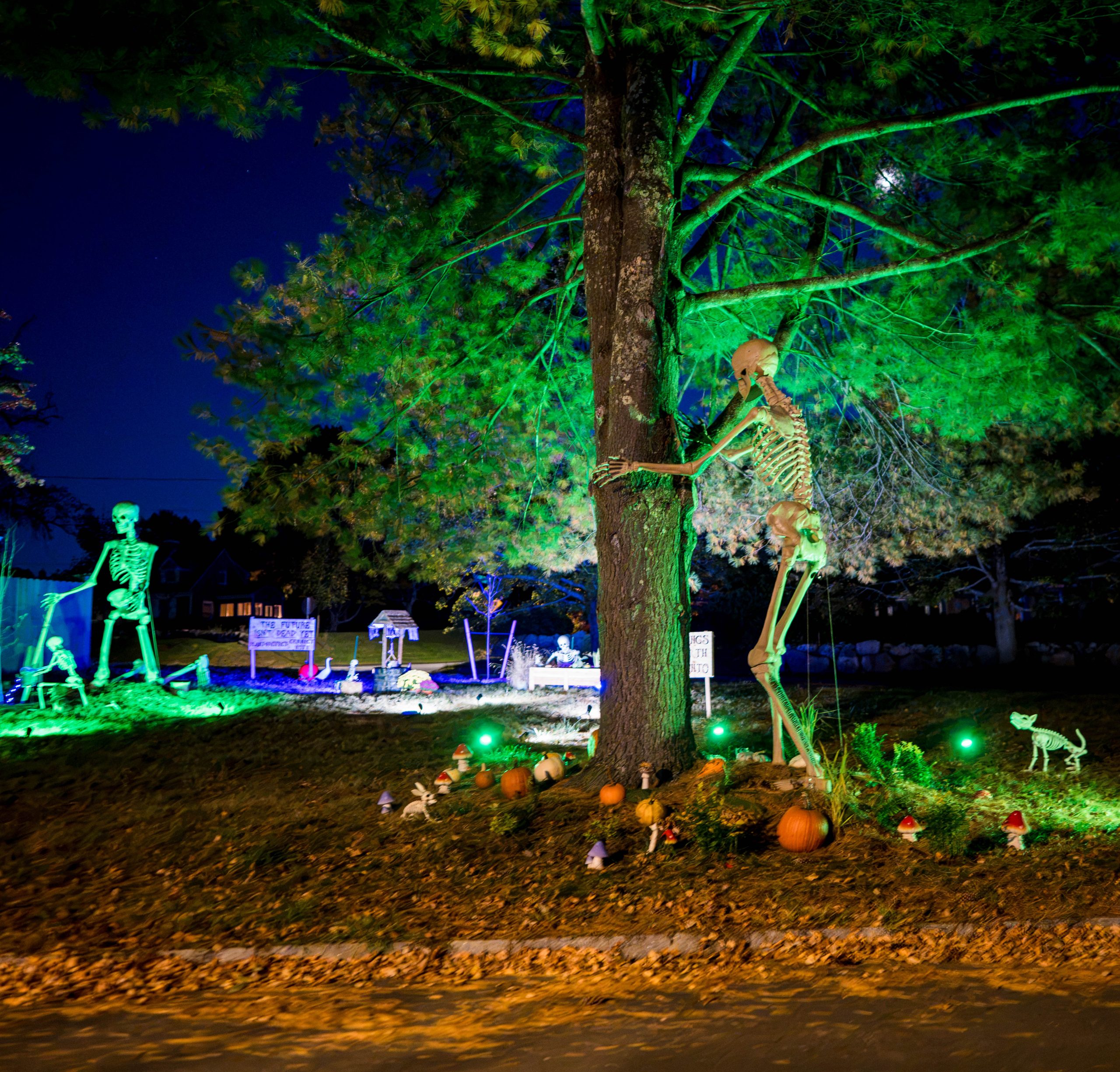 Act II of the installation: a giant skeleton wraps its arms around the trunk of a tall pine.